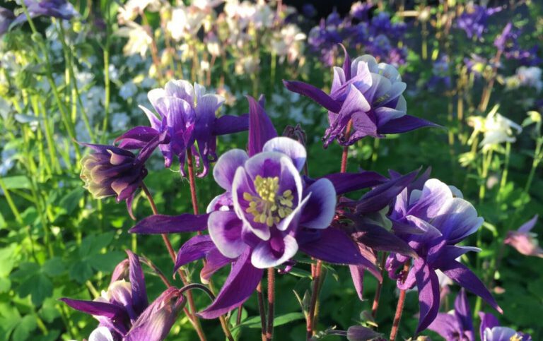 Akelei Aquilegia vulgaris gedeiht in jedem Garten