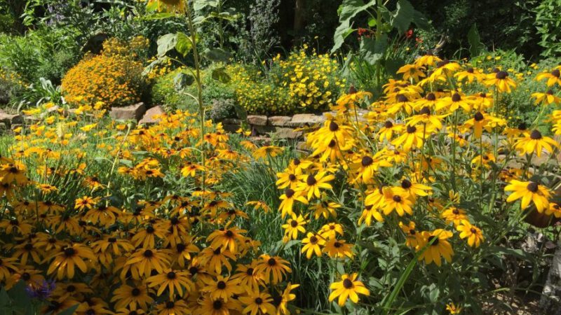 Blütenpracht im Sommergarten