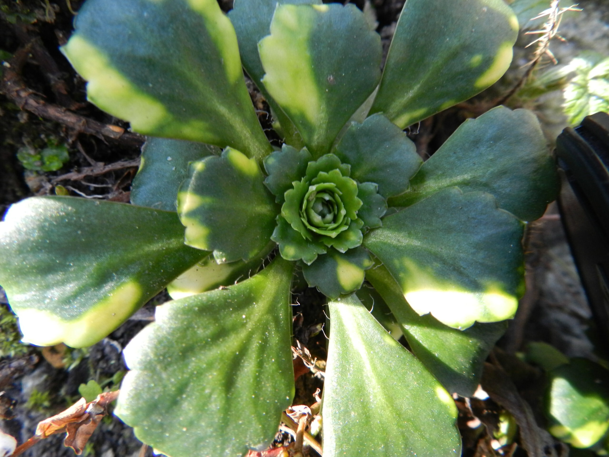 Saxifraga umbrosa