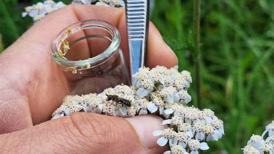 Die wilden Beziehungen unserer Stauden – Einblicke in Ökologie und Forschung