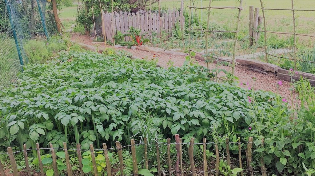 Gesundes Kartoffellaub im Bio-Gemüsegarten