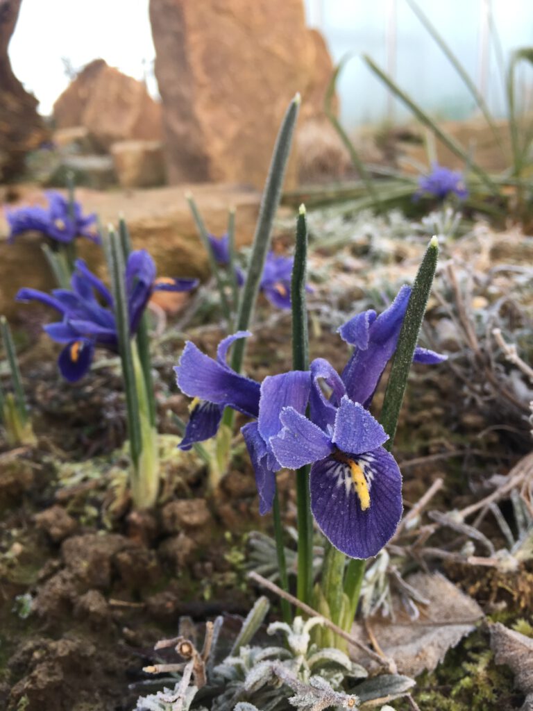 frostfeste Iris