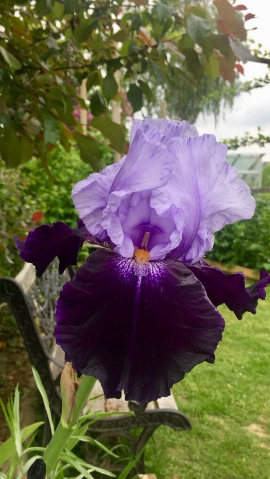 Iris Barbata-elatior ‘Tempting Fate‘