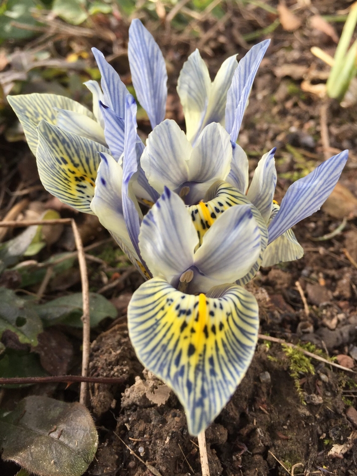 Iris Katherine Hodgkin, Königin der Stauden