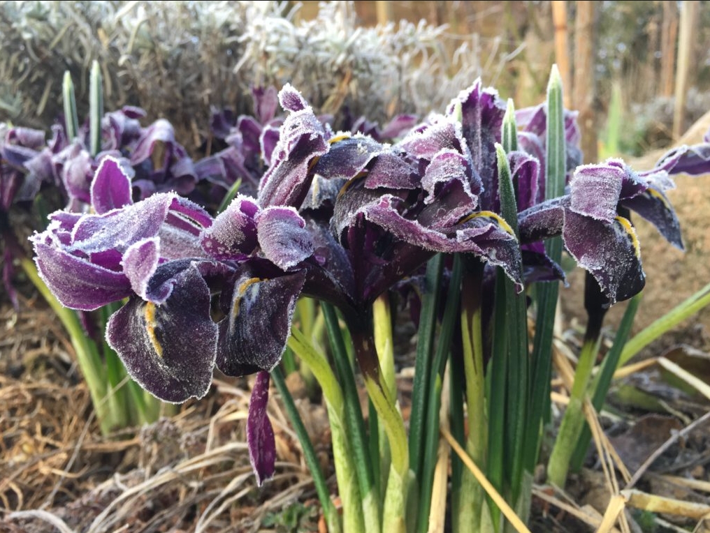 Iris reticulata ‘George‘ im Eismantel, Königin der Stauden
