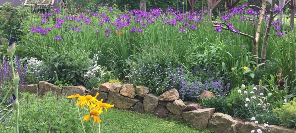 Trockenmauer mit Iris sibirica