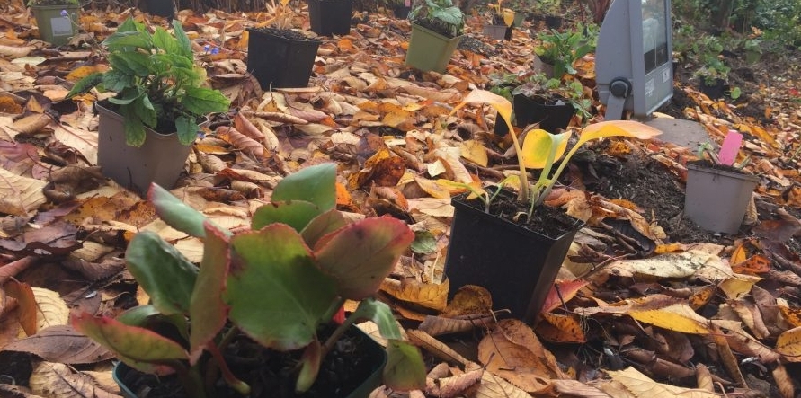 Stark vernachlässigtes Beet in unserer städtischen Umgebung