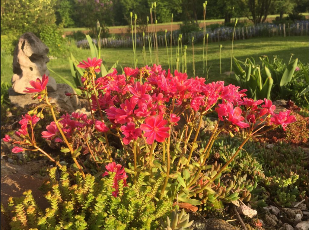 Lewisia cotyledon Steingartenpflanze