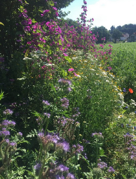 Phacelia tanacetifolia und Malva sylvestris im Teegarten