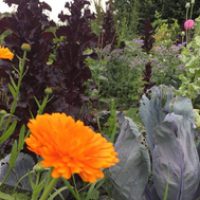 Bio-Gemüsegarten mit Ringelblume und Kohl
