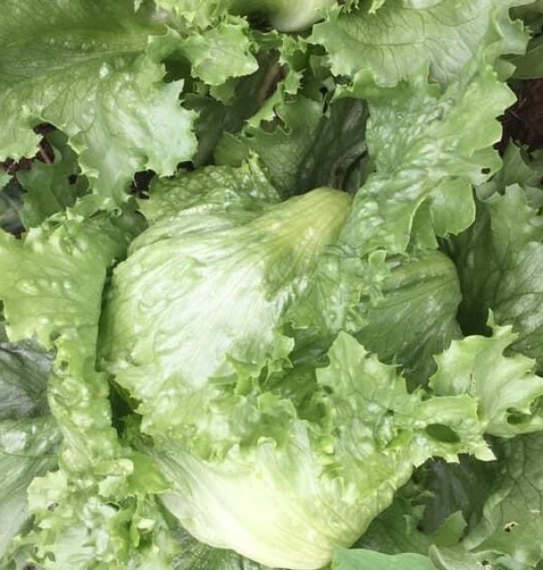 Knackiger Eisbergsalat der Sorte Marius aus dem Gemüsegarten