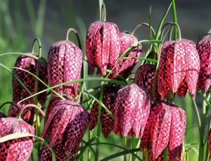 Fritillaria meleagris