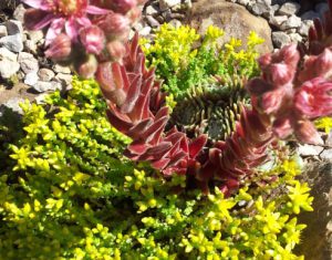 IMG-20190613-WA0006 Sedum acre und Sempervivum in voller Sonne auf steinigem Substrat
