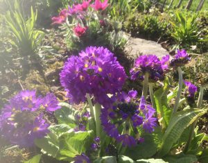 IMG_8637 Primula denticulata blüht auch im Halbschatten