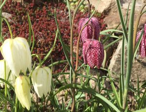 IMG_8887 Fritillaria meleagris für feuchte sonnige Standorte