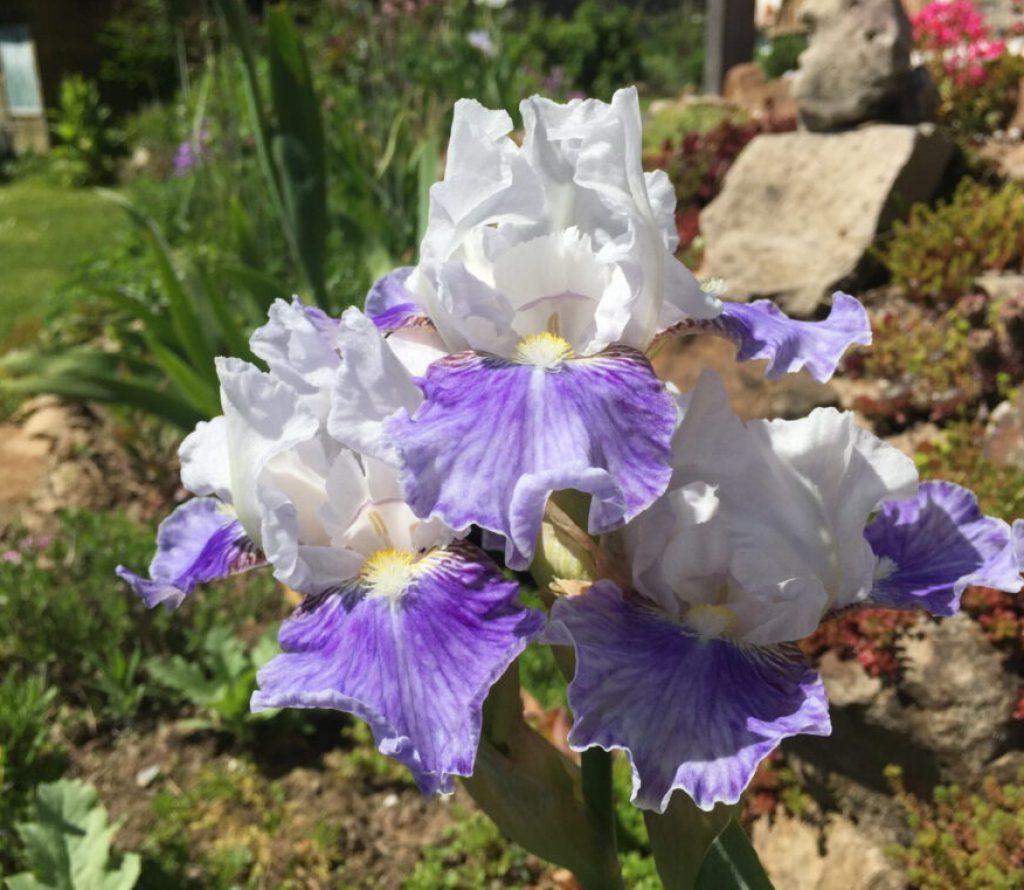 Iris Barbata-Media ‘Antarctique‘