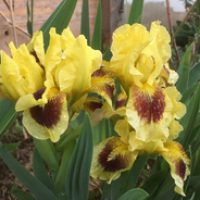 Iris, Königin der Stauden, gestattet für jeden Standort die passenden Vertreter durch ihre zahllosen Sorten