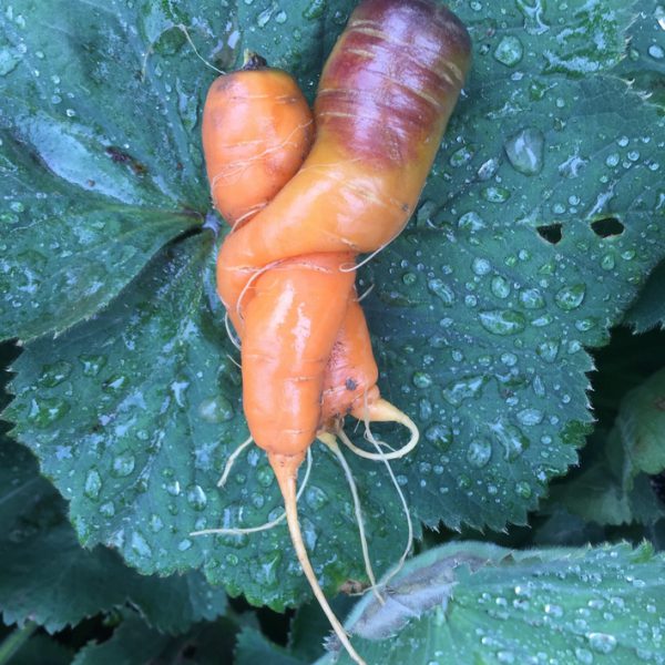 Saftige Karotten aus dem Bio-Gemüsegarten