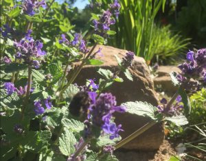 Nepeta Racemosa Superba Nepeta Racemosa Superba