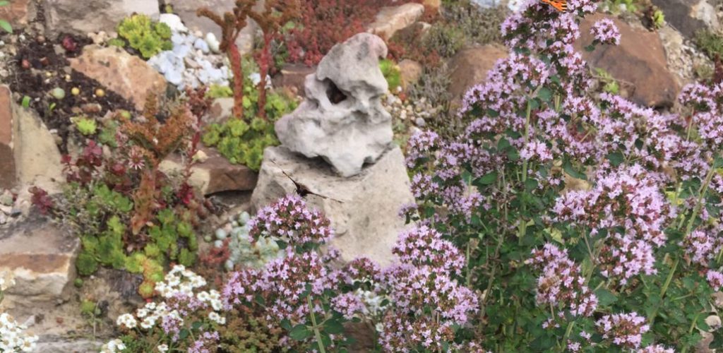 Origanum vulgare, und Sempervivum spec.