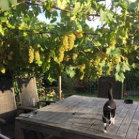 Mein Garten hat Plätze zum Entspannen unter schattenspendendem Wein oder auf einer sonnigen Wiese