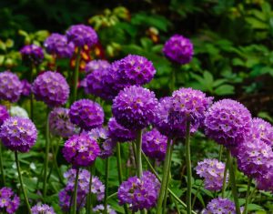 Primula denticulata