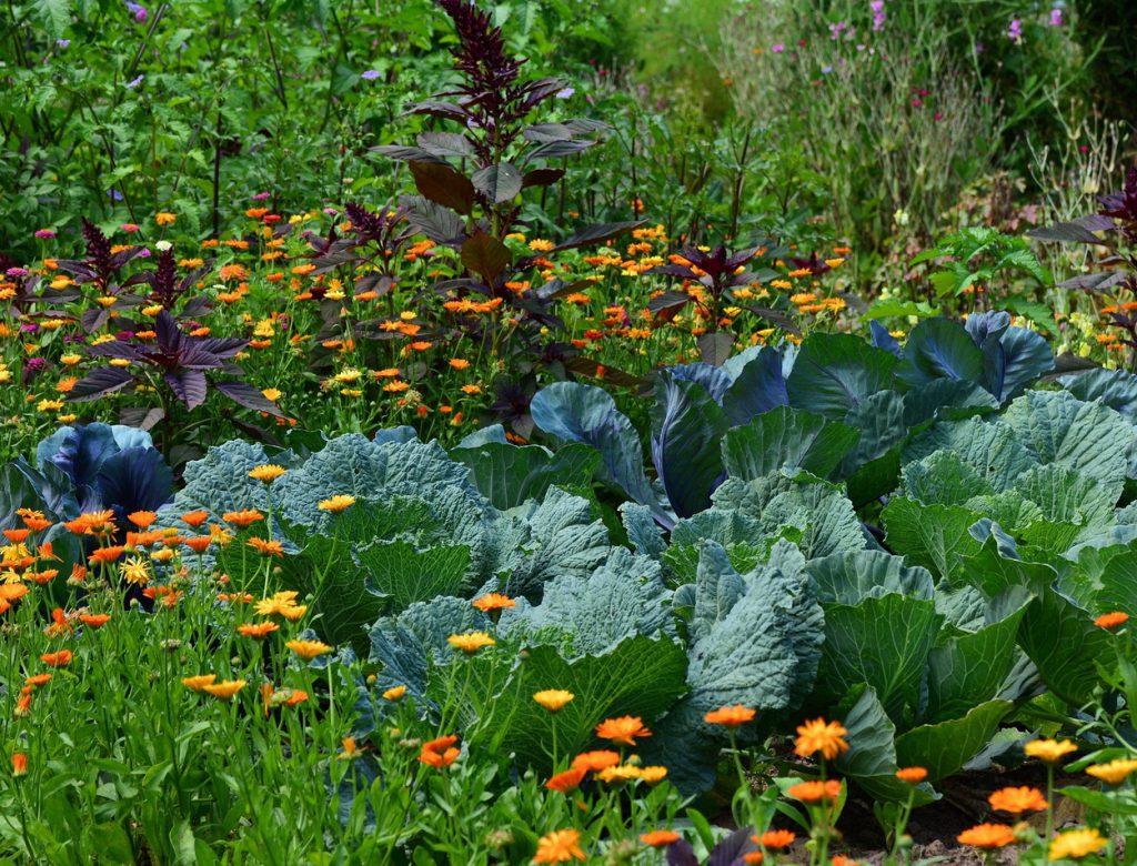 Ringelblumen schützen Kohl vor Fressfeinden