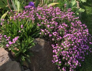 Saponaria ocymoides Saponaria ocymoides