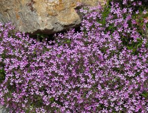 Saponaria ocymoides