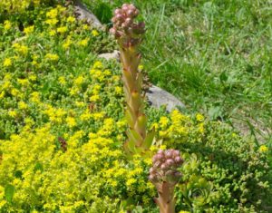 Sedum acre und Sempervivum