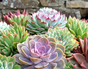 Sempervivum