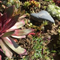 Steingarten liegen im Gartentrend und sind einfach zu pflegen. Sempervivum Steingartenpflanze